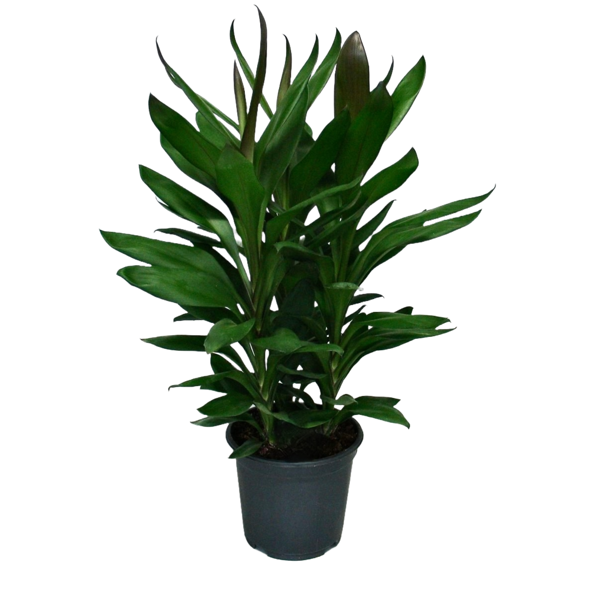 Cordyline Uticosa, Plante Aux Feuilles Roses Et Violettes à L'ombre De Quelques Arbres Dans Un Grand Jardin Cordyline Uticosa, Plante Aux Feuilles Roses Et Violettes à L'ombre De Quelques Arbres Dans Un Grand Jardin