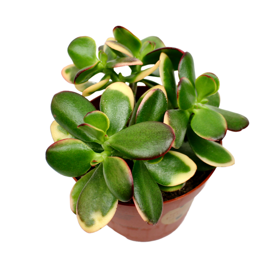 Crassula Ovata 'Hummel's Sunset' (Jade Plant)