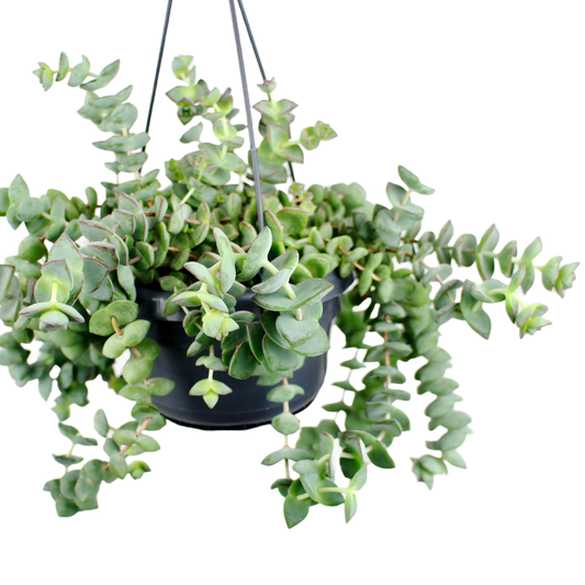 Crassula perforata 'Ivory Towers'