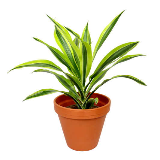 Dracaena fragans 'Lemon Lime'