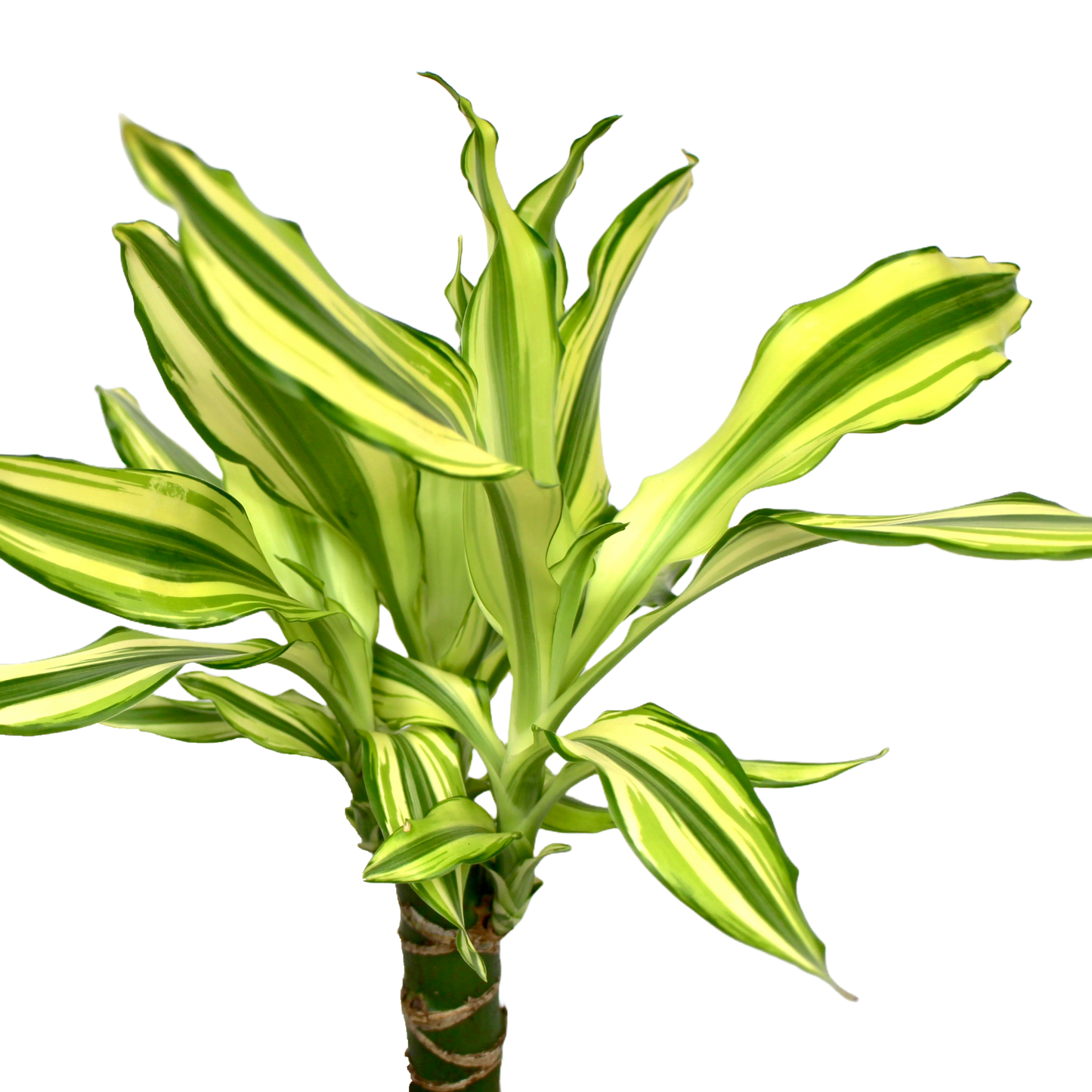 Dracaena fragans 'Yellow Coast'