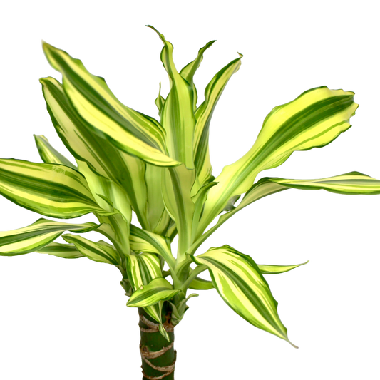 Dracaena fragans 'Yellow Coast'