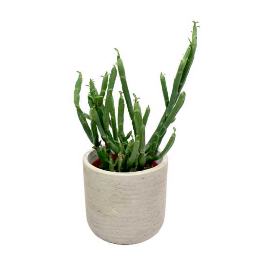 Euphorbia Phosphorea