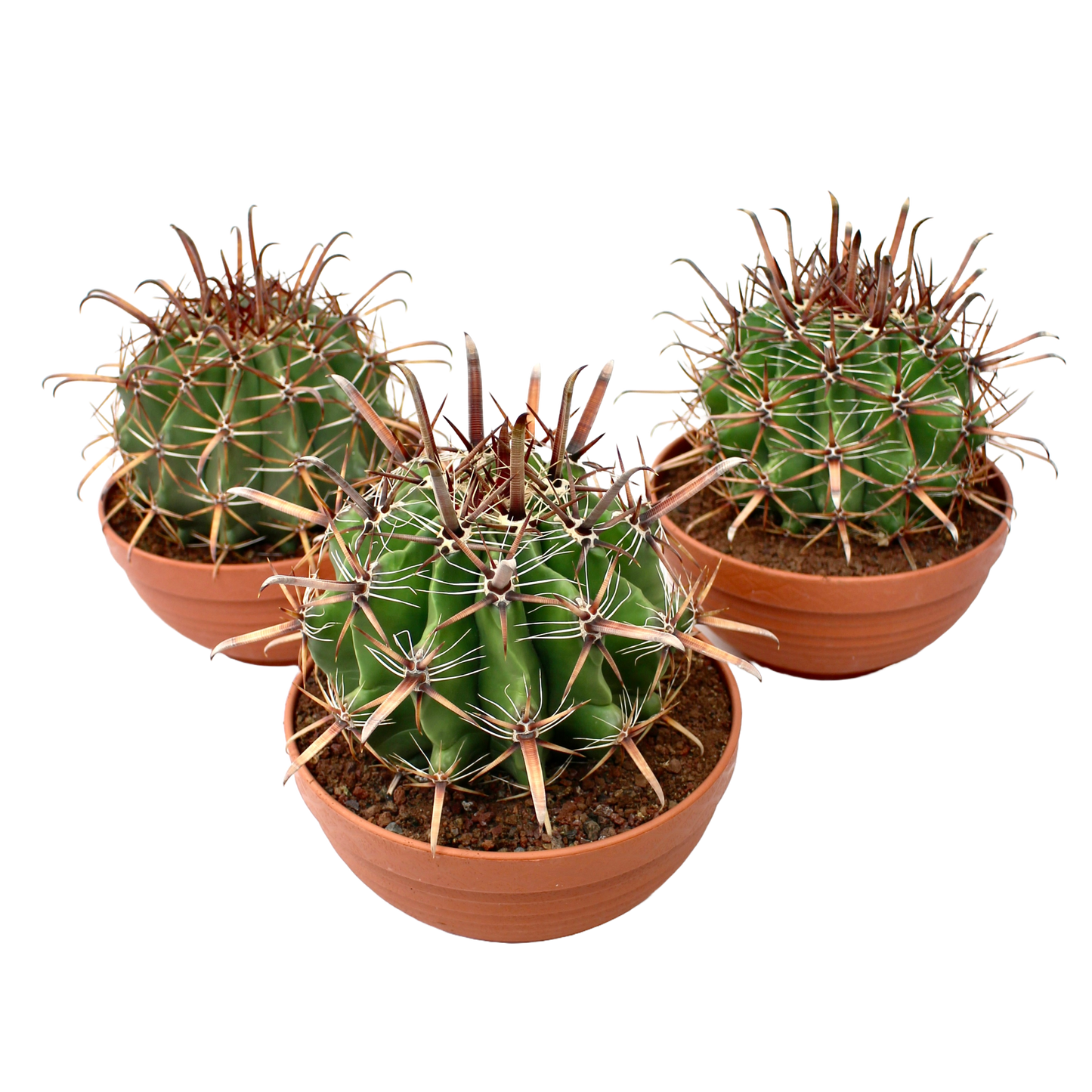 Ferocactus Townsedianus (Barrel Cactus)