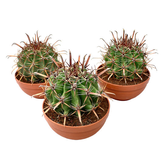Ferocactus Townsedianus (Barrel Cactus)