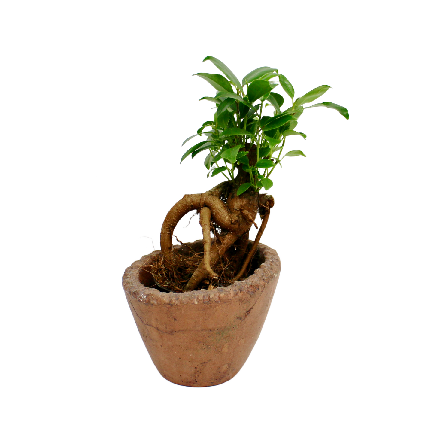 Ficus Ginseng Bonsai