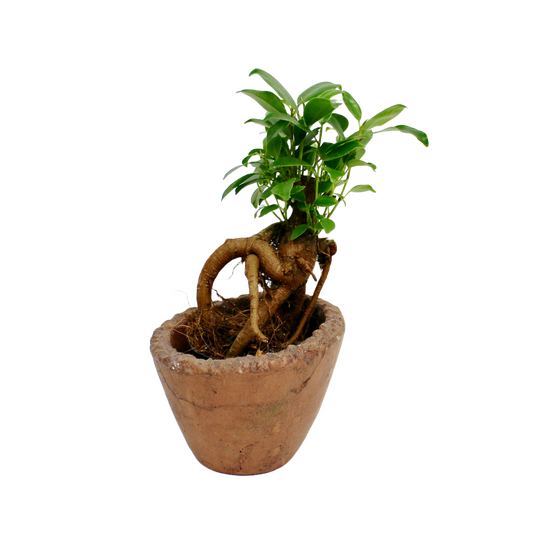 Ficus Ginseng Bonsai