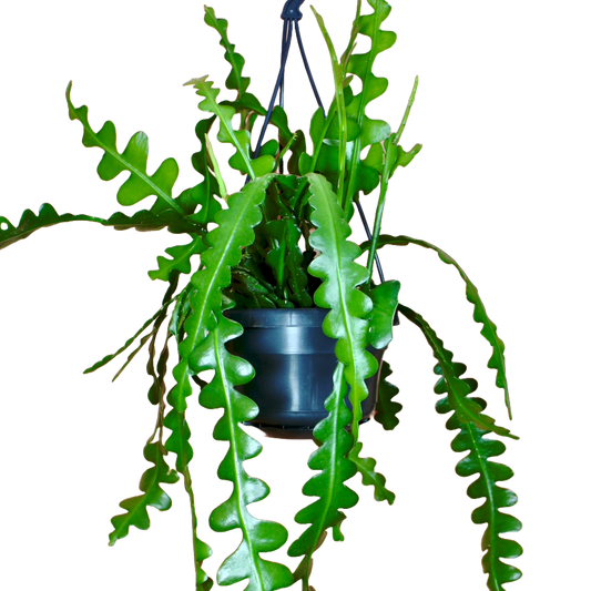 Fishbone Cactus (Epiphyllum Anguliger)