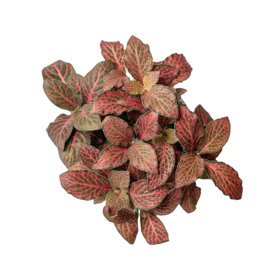 Fittonia - Pink and Green