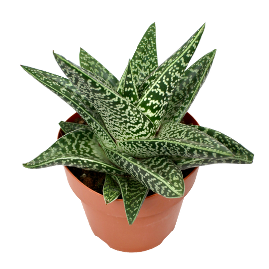 Gasteraloe 'Aveo'