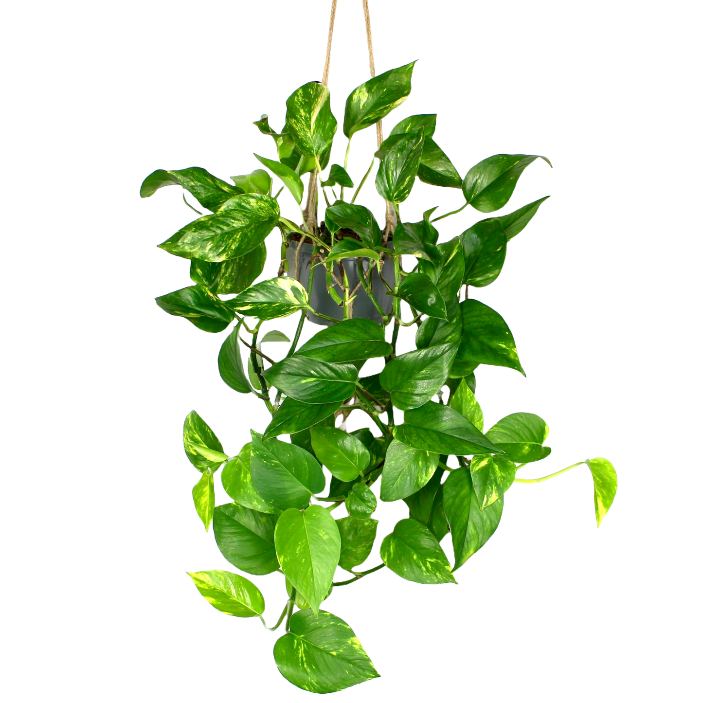 Hanging Golden Pothos (Devil's Ivy)