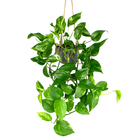 Hanging Golden Pothos (Devil's Ivy)