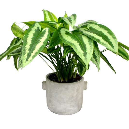 Concrete Ears Pot - Grey D19cm