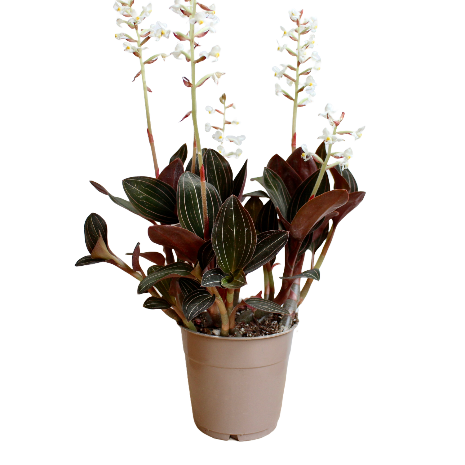 Ludisia Discolor Jewel Orchid