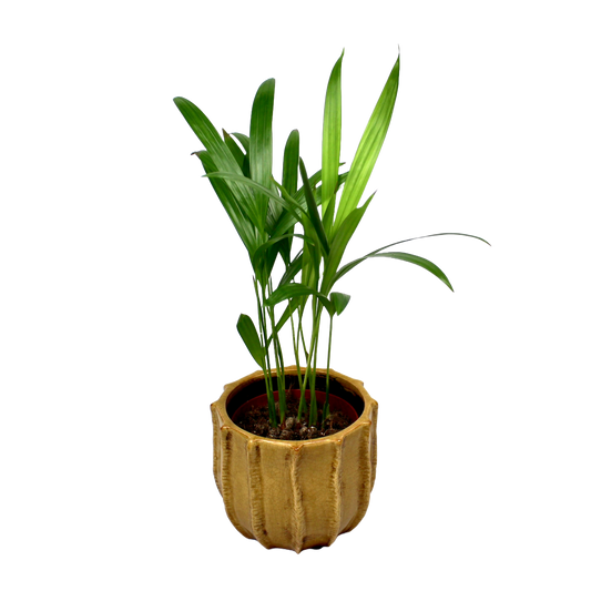 Howea Forsteriana (Kentia Palm)