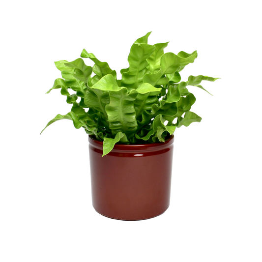 Lex Pot - Brown D12cm