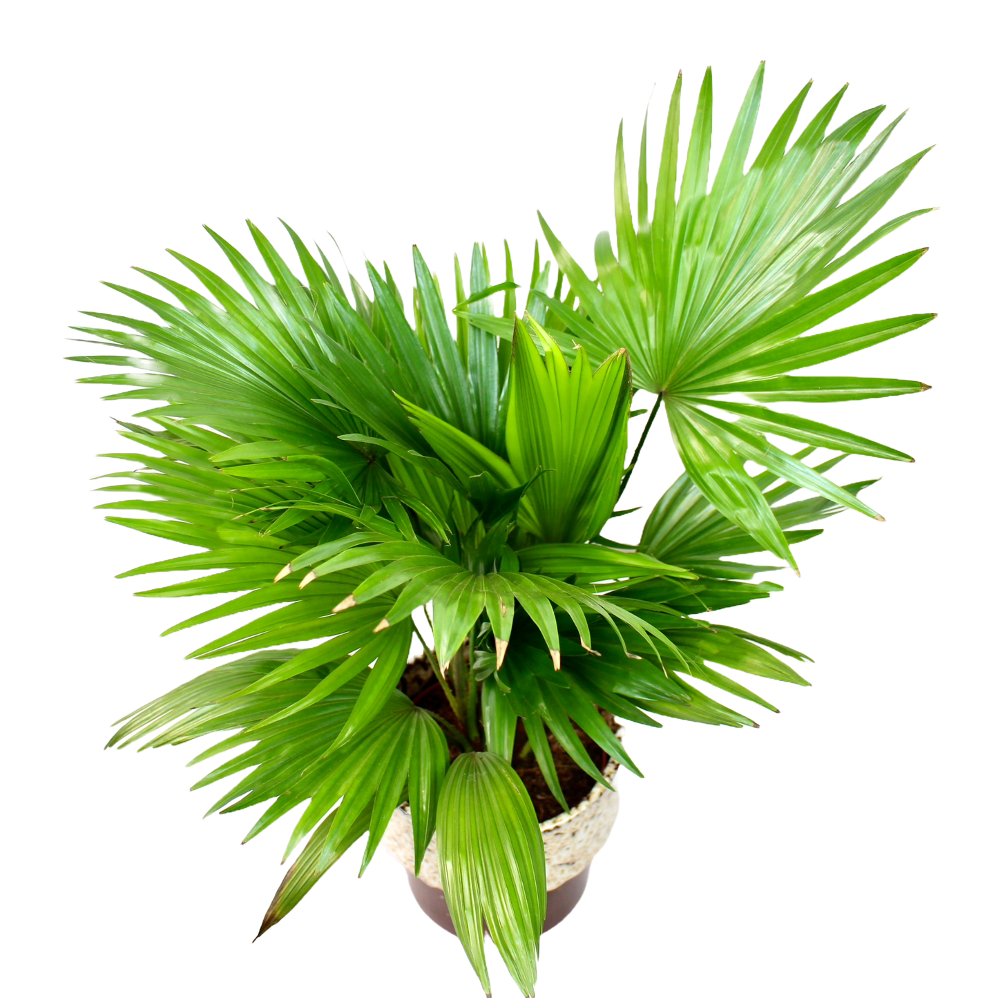 Livistona Rotundifolia (Footstool Palm)