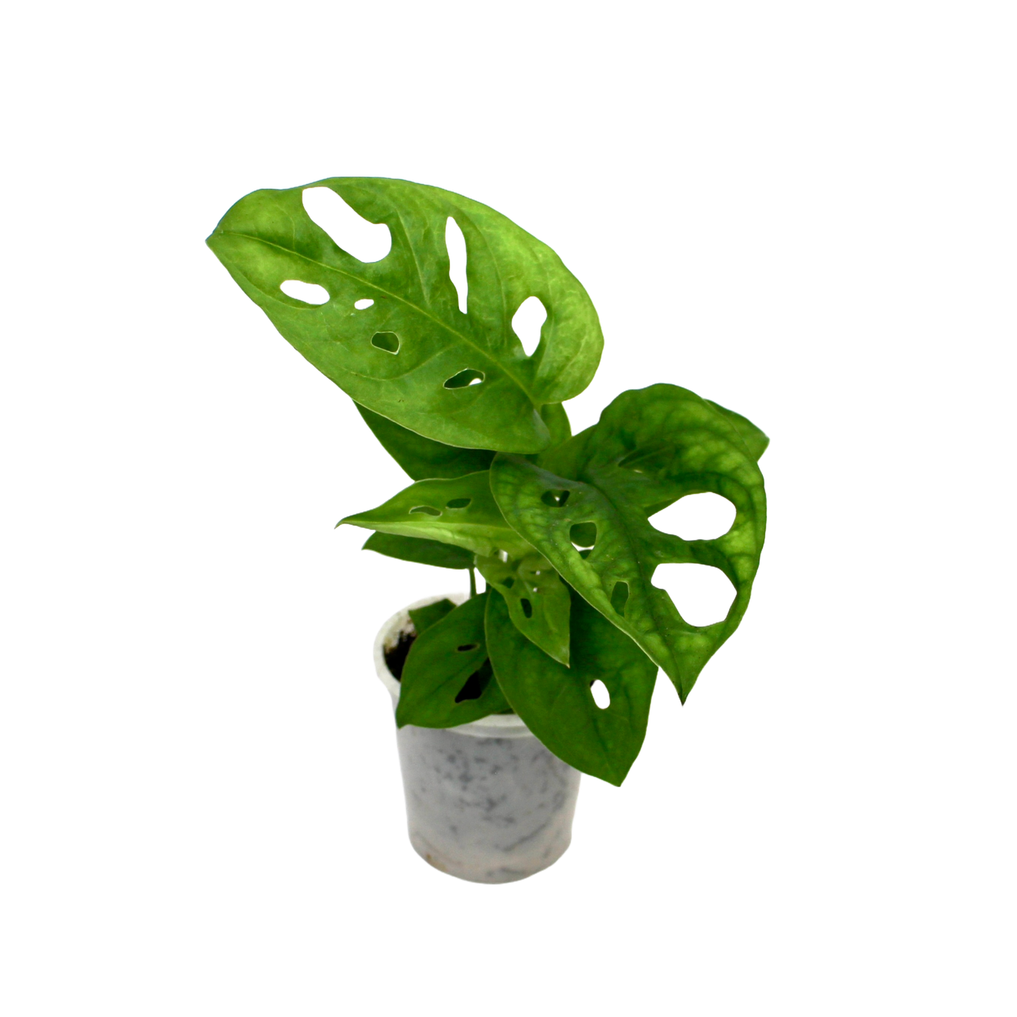 Monkey Mask (Monstera Adansonii)