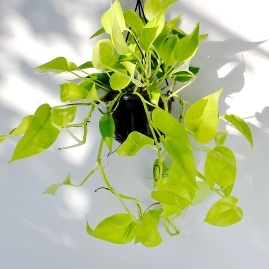 Neon Pothos - Hanging (Epipremnum Aureum)