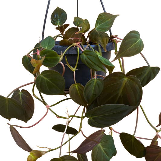 Philodendron Hederaceum Micans