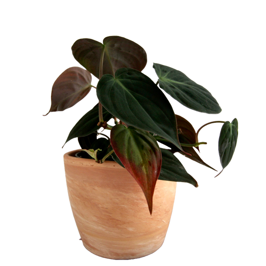 Philodendron Hederaceum Micans