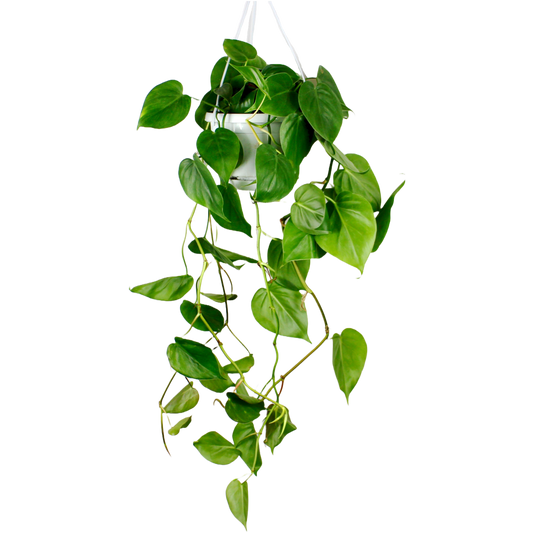 Philodendron Scandens - Hanging (Heart Leaf Philodendron)