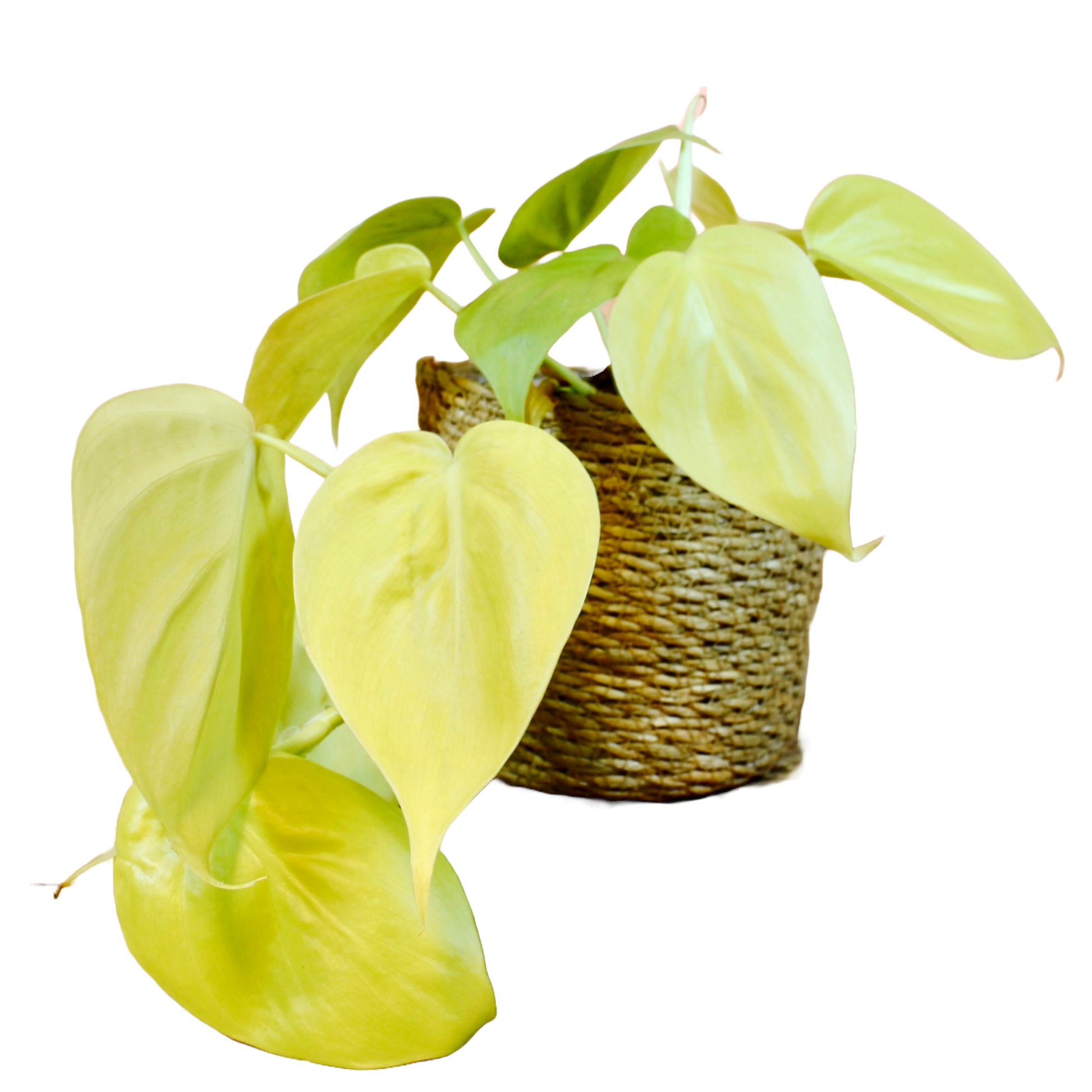 philodendron scandens micans lime Philodendron Micans 'Lime' – The Archway Planter