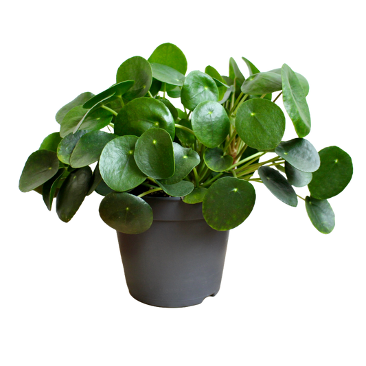 Pilea Peperomioides (Chinese Money Plant)