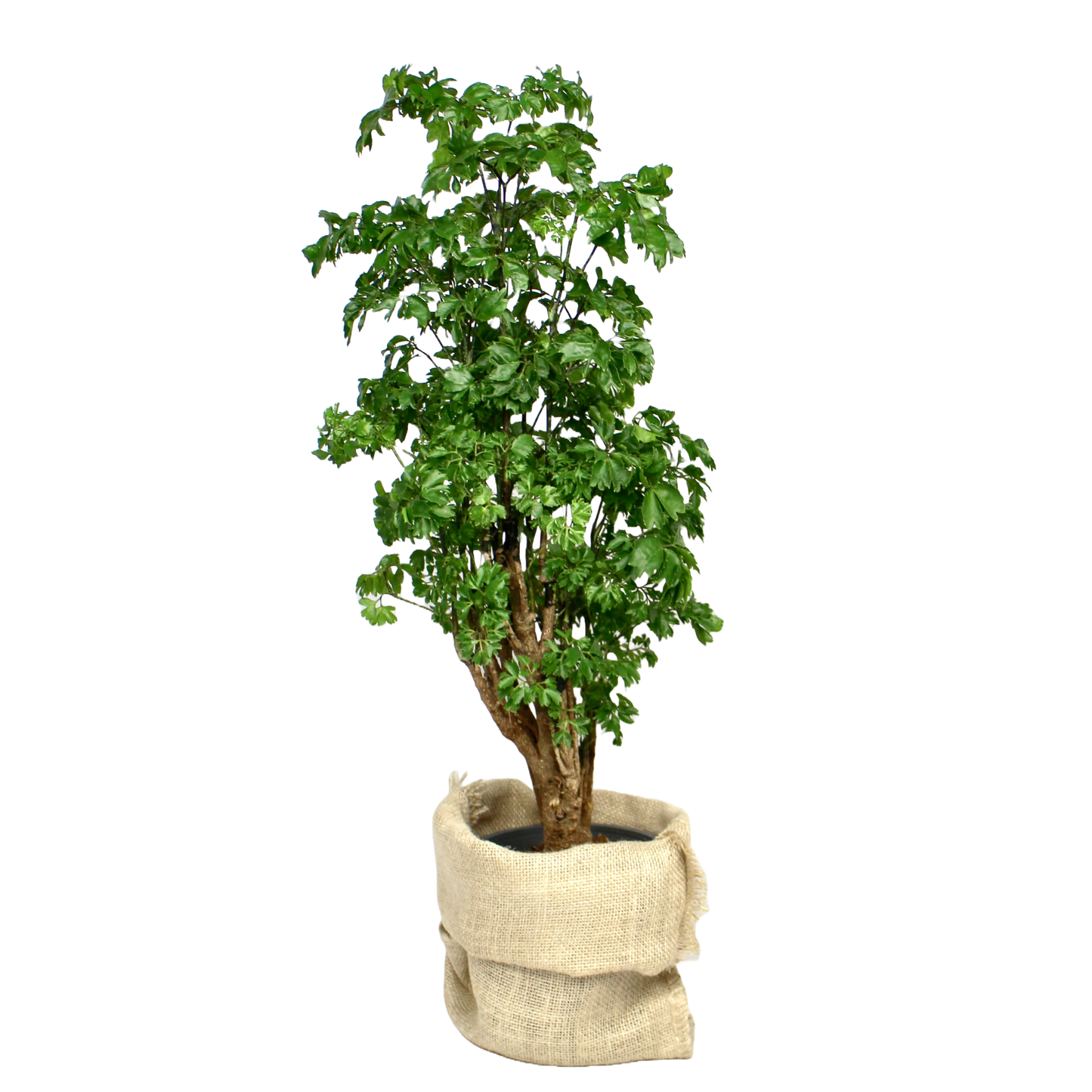 Polyscias Roble (Aralia Roble Tree)