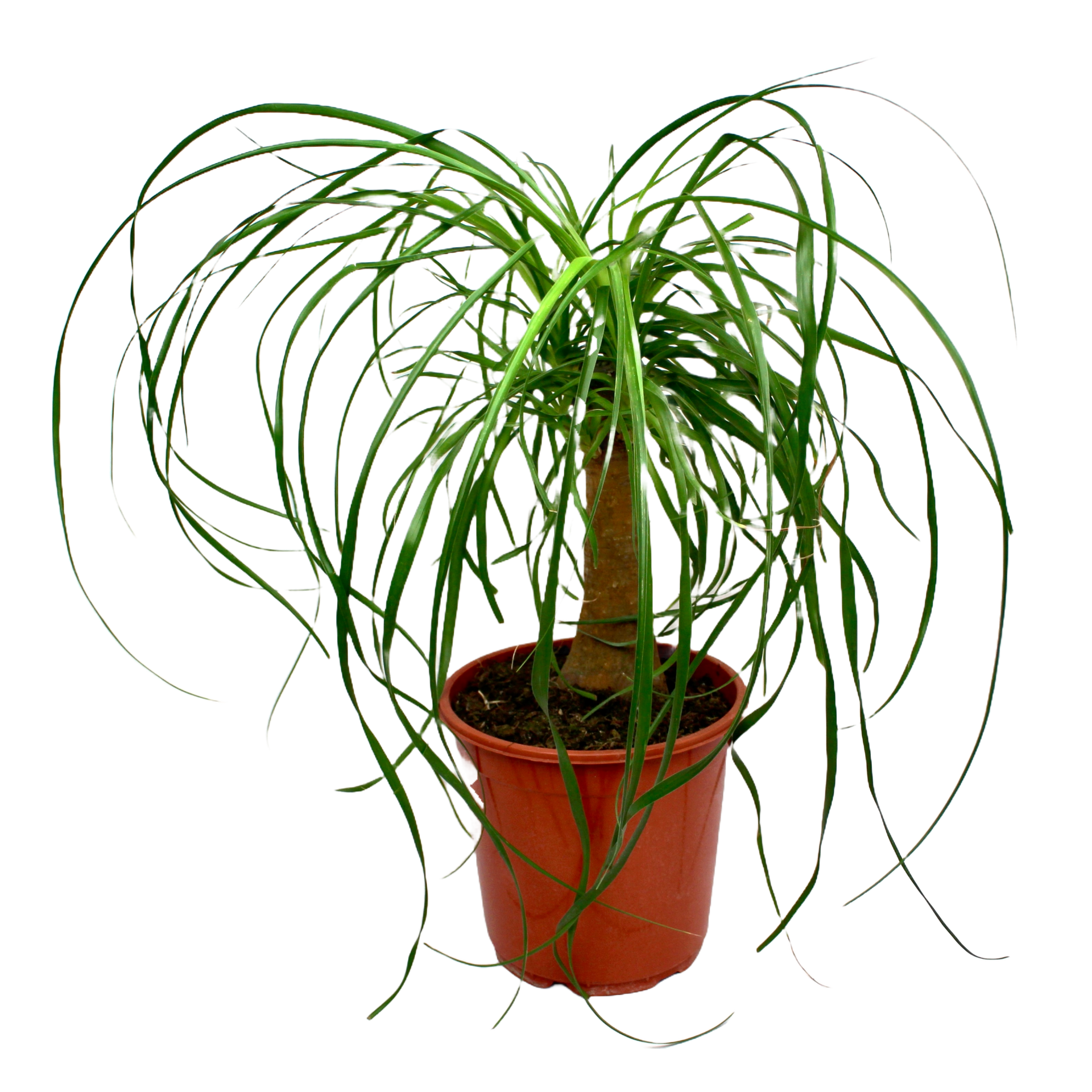 Ponytail Palm (Beaucarnea Nolina Recurvata) – The Archway Planter