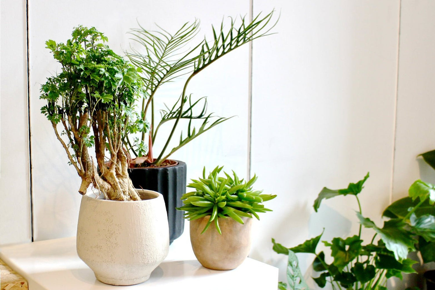 A philodendron, polyscias and peperomia house plant in ceramic planters on display in a shop.