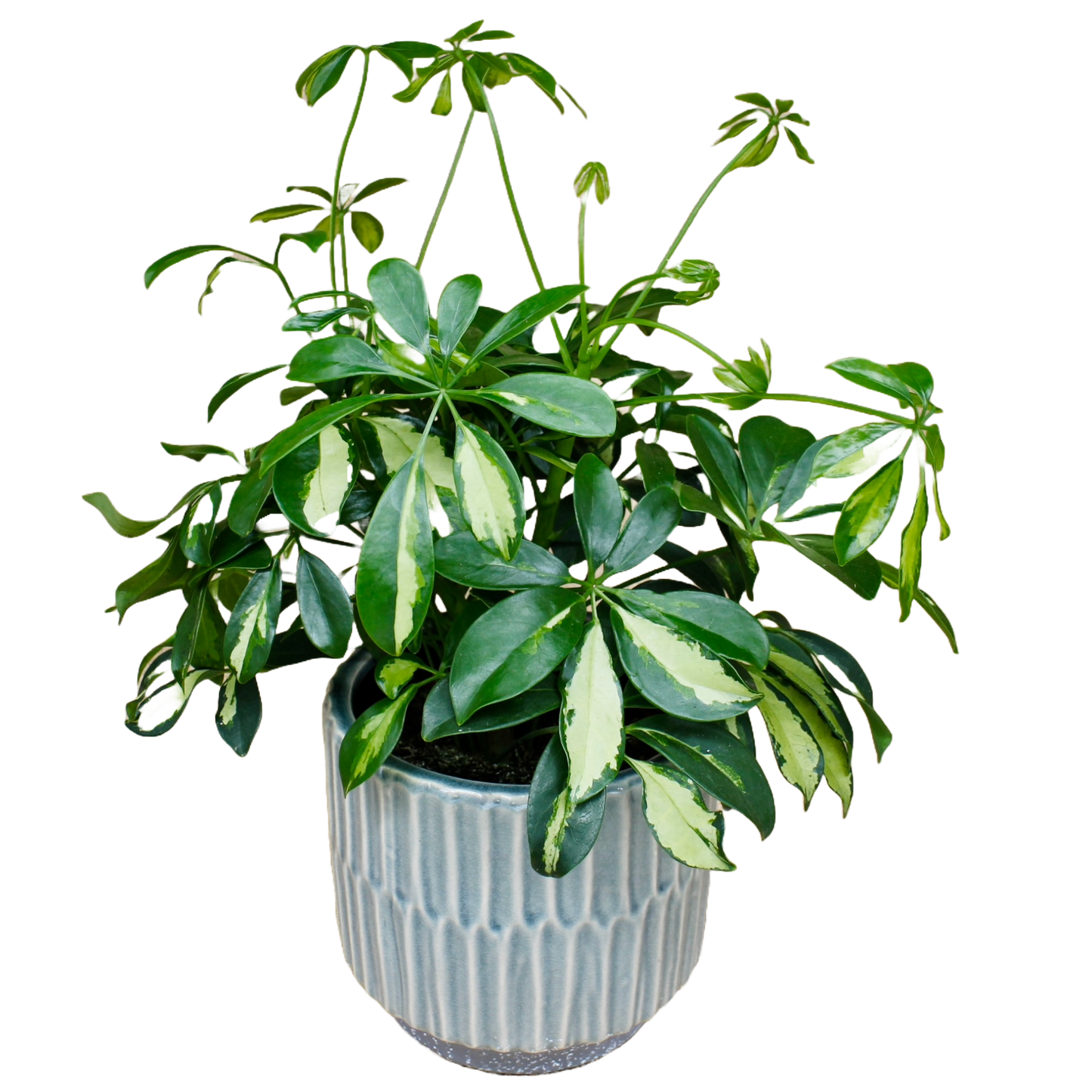 Schefflera Arboricola 'Gold Capella'