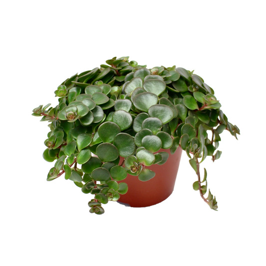 Sedum Makinoi ‘Tornado’