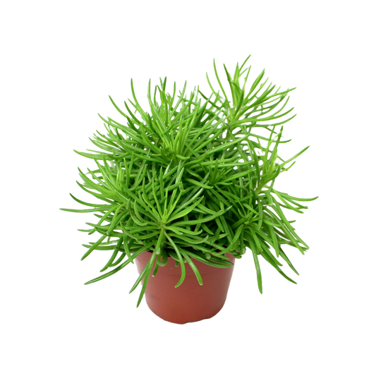 Senecio Himalaya