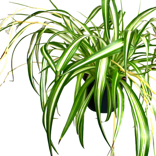 Spider Plant (Chlorophytum Variegatum)