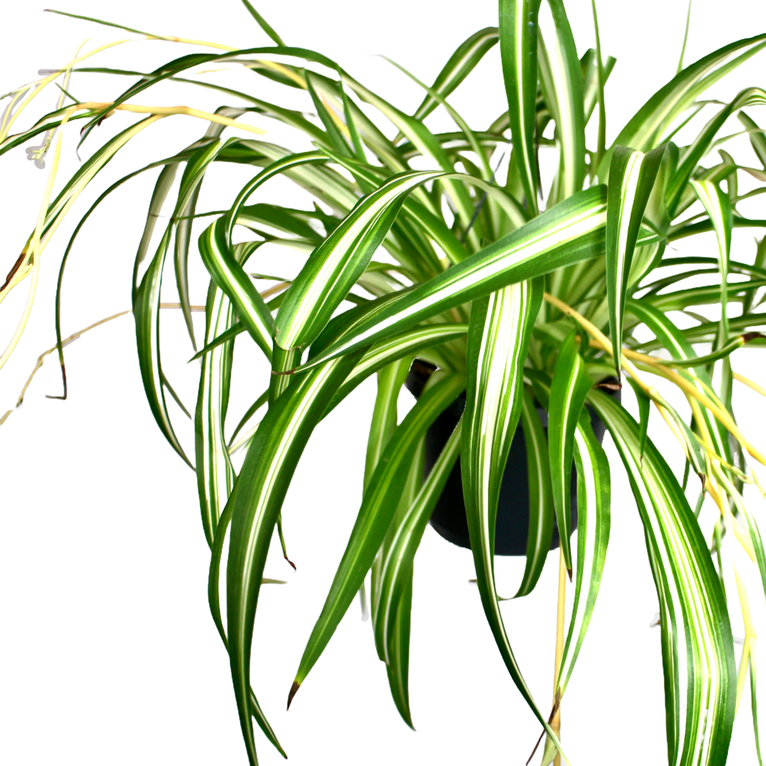 Premium Photo | Chlorophytum in planter pots in a garden plant store