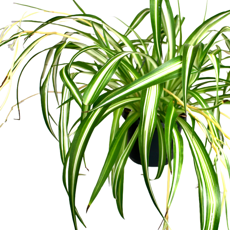 spider-plant-chlorophytum-variegatum-the-archway-planter