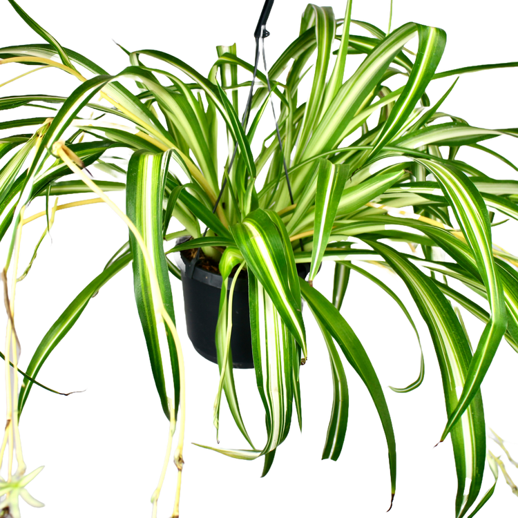 Spider Plant (Chlorophytum Variegatum) The Archway Planter
