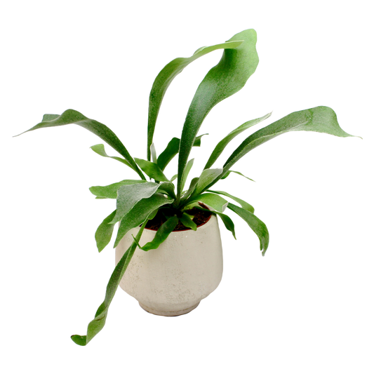 Staghorn Fern (Platycerium Bifurcatum)