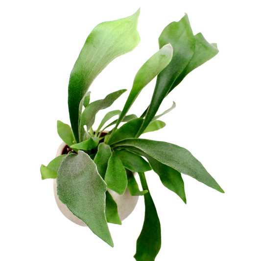 Staghorn Fern (Platycerium Bifurcatum)