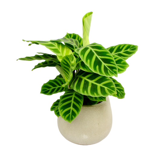 Stoneware Bowl Planter D13cm