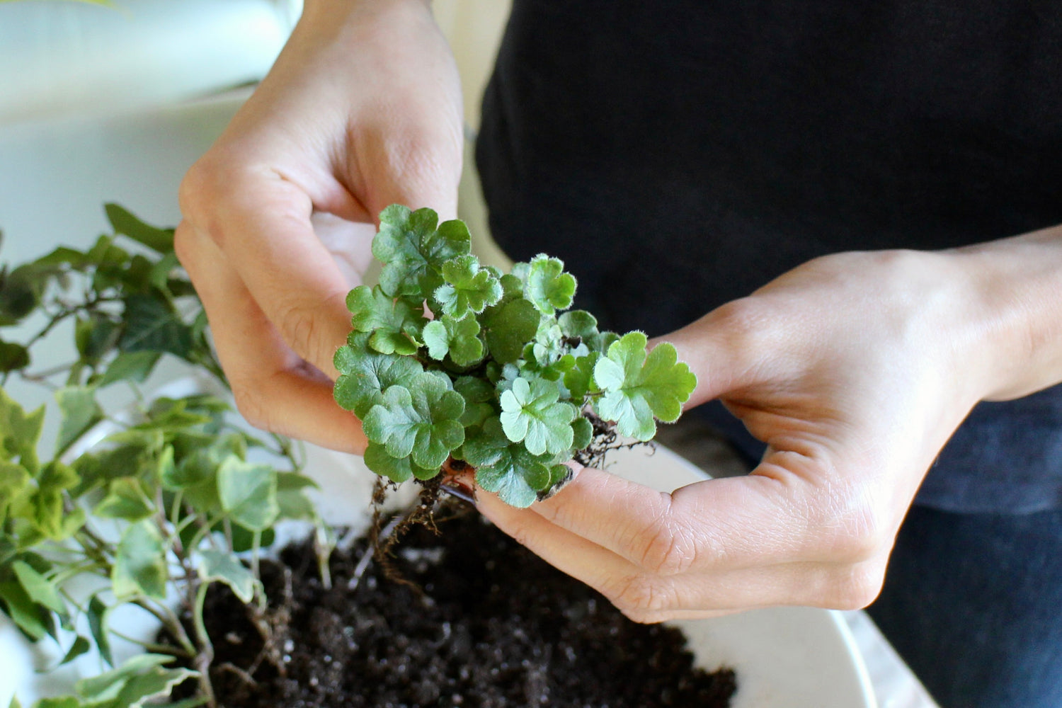 Hands holding a small green plant above a oil potting mix.