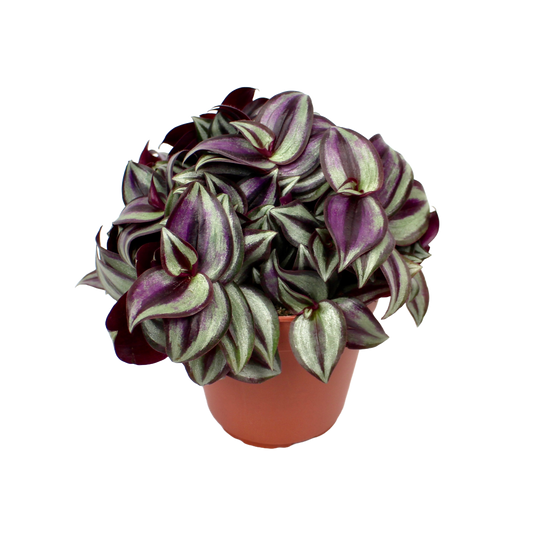 Tradescantia Zebrina (Spiderwort)