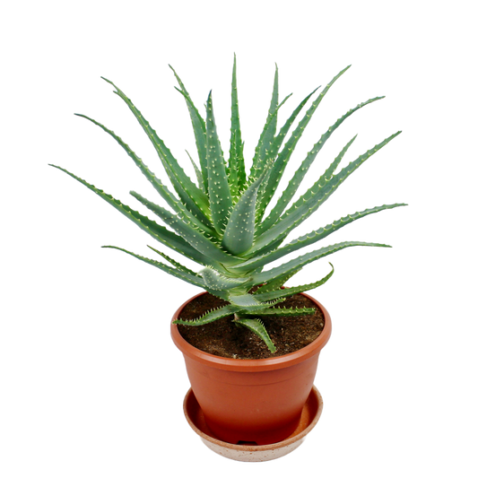 Aloe Arboescens