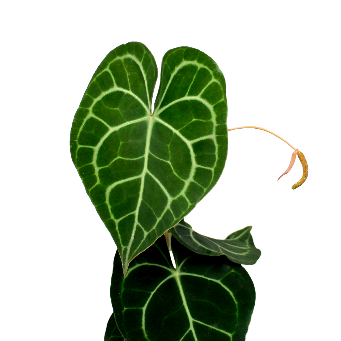 Anthurium Clarinervium
