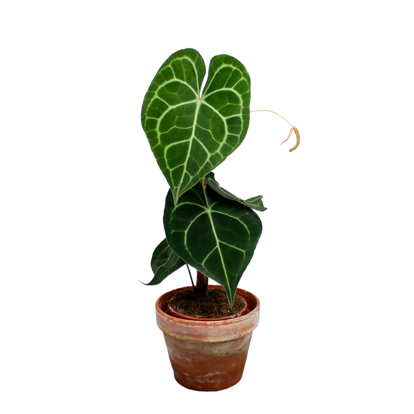 Anthurium Clarinervium
