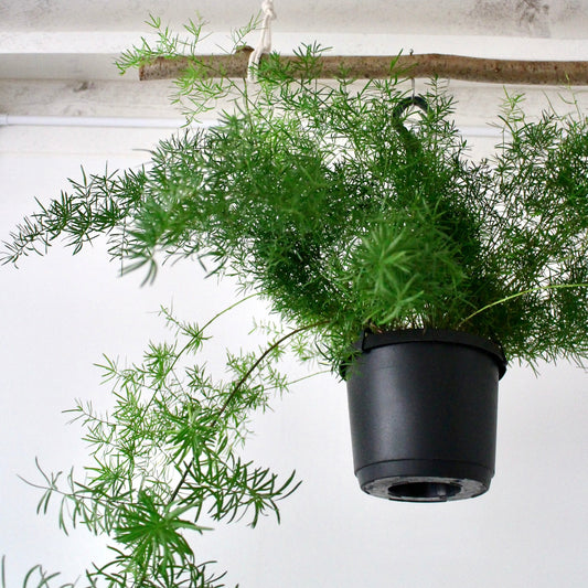 Asparagus Densiflorus 'Sprengeri'