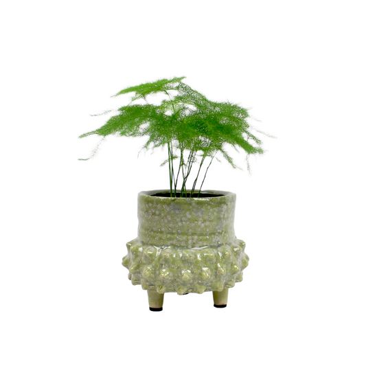 Asparagus Fern (Plumosa)