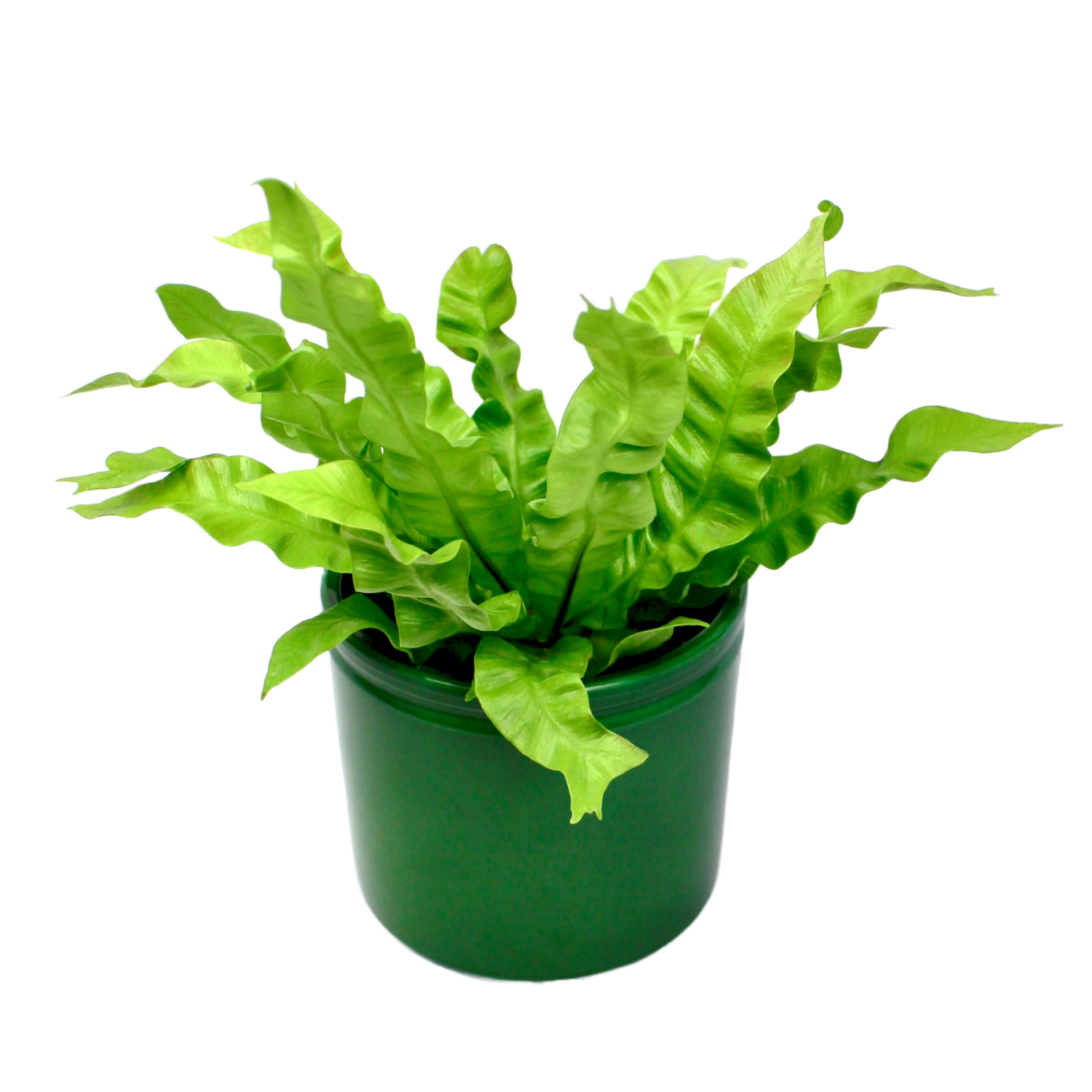 FELCE, ASPLENIUM CRISPY WAVE, VASO 12cm Diametro FELCE, ASPLENIUM CRISPY WAVE, VASO 12cm Diametro