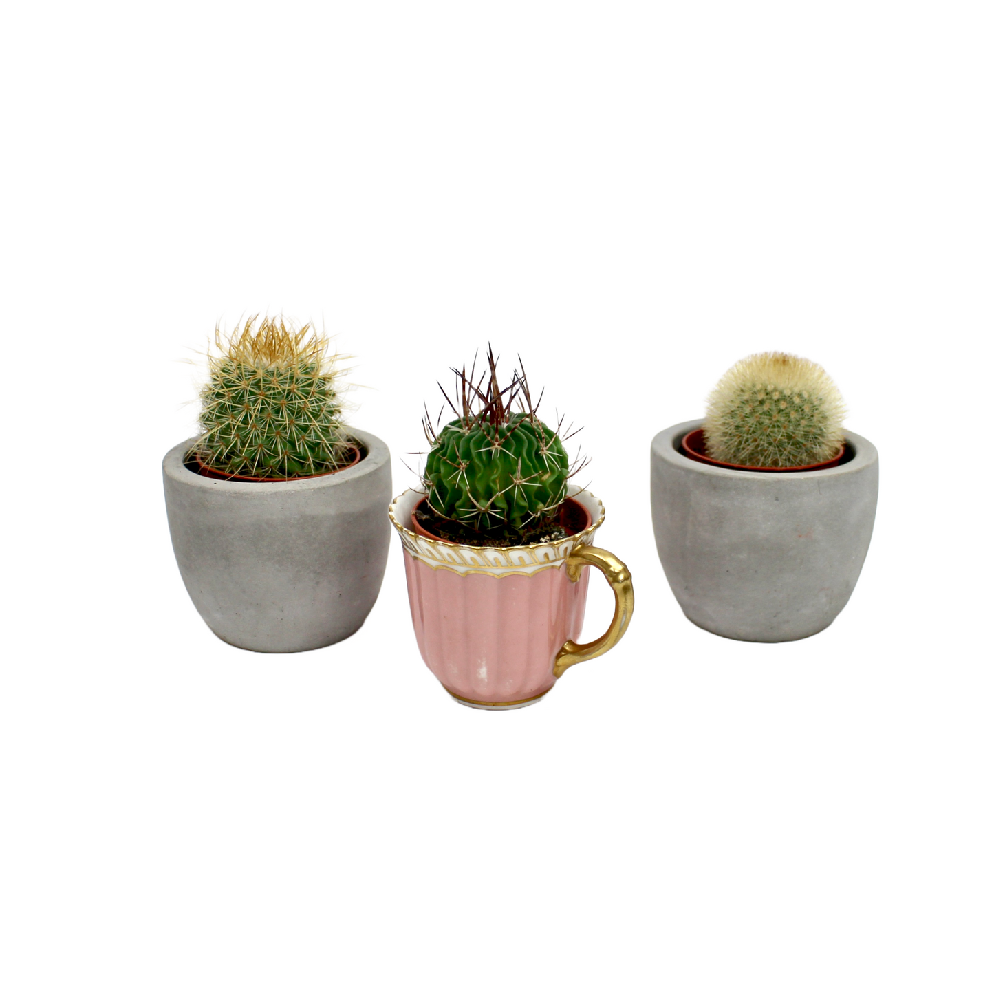 Cactus Mix Selection (5.5cm pot)